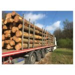 Châtaignier en grume – Camion complet 50 stères – Image 2