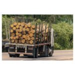 Acacia en grume – Camion complet 50 stères – Image 2