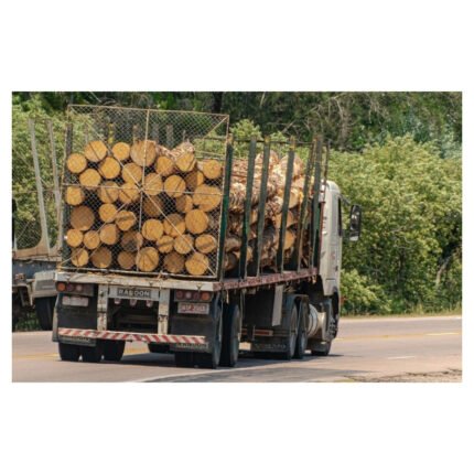 Acacia en grume – Camion complet 50 stères